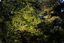 Ritsurin Garden, Kagawa Prefecture; November 2019