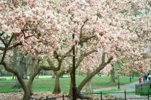 Cherry blossoms