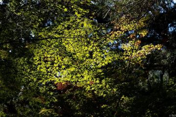 Ritsurin Garden, Kagawa Prefecture; November 2019