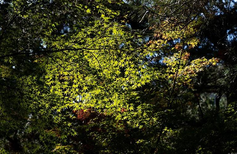 Ritsurin Garden, Kagawa Prefecture; November 2019